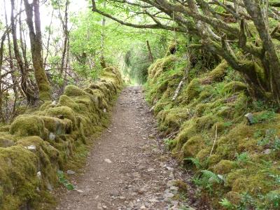 Mossy path Plockton Scotland