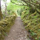 Mossy path Plockton Scotland