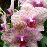 Orchid