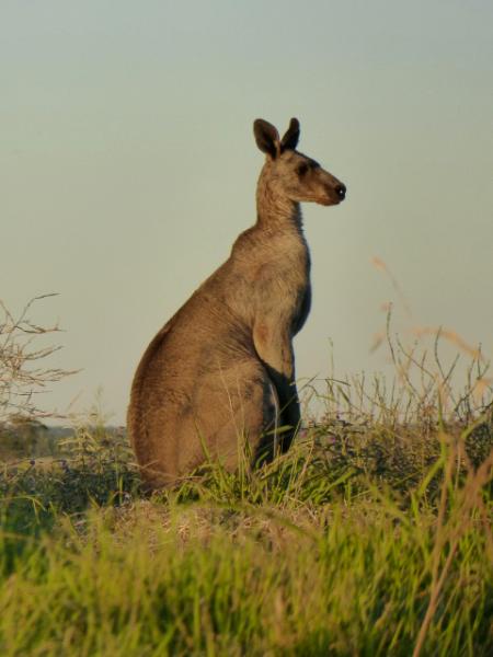 Kangaroo