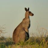 Kangaroo