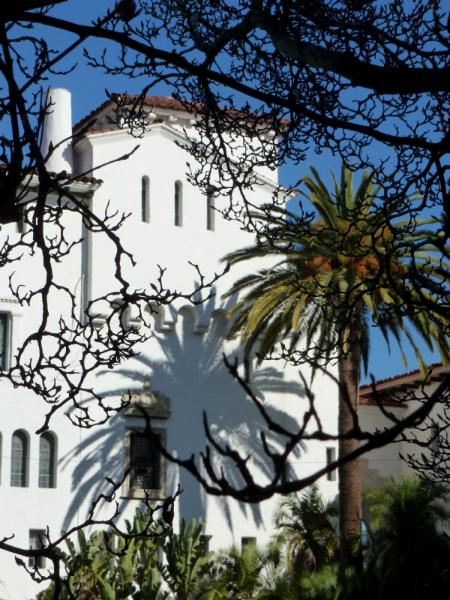 Palm tree shadow