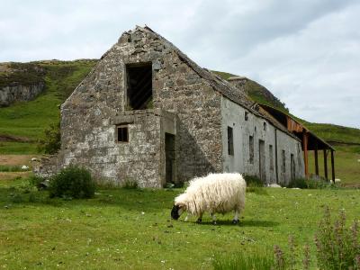 Isle of Skye old shed with sheep