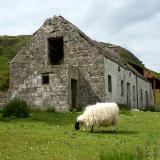 Isle of Skye old shed with sheep