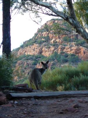 Wallaby Australia
