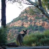 Wallaby Australia