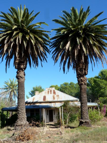 Pair of palm trees Australia