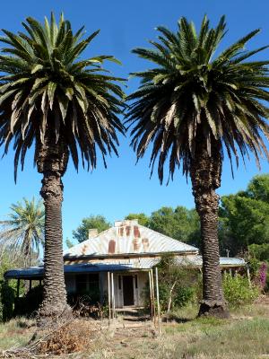 Pair of palm trees Australia