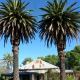 Pair of palm trees Australia