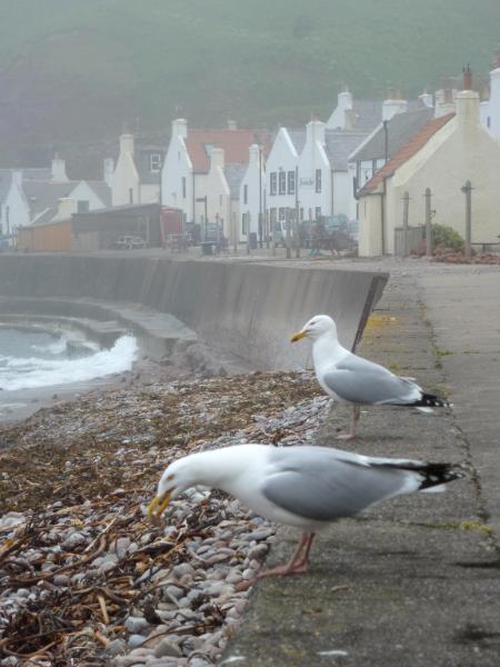 Pennan Scotland