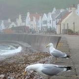 Pennan Scotland